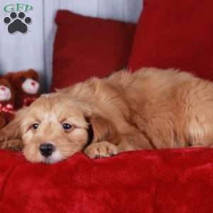 Cheddar, Mini Golden Mountain Doodle Puppy